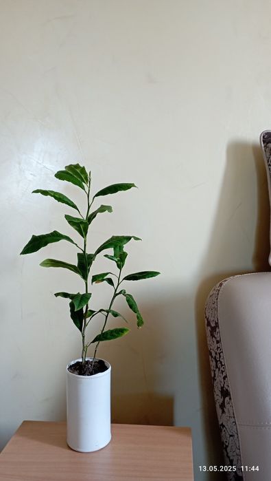 Цветы домашн.г.Астана