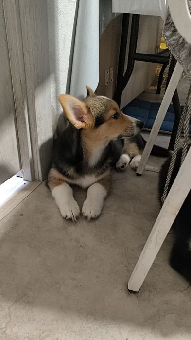 Шикарные щенки Корги.