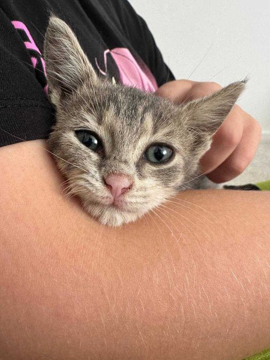 Бездомно котенце търси осиновител/приемен дом