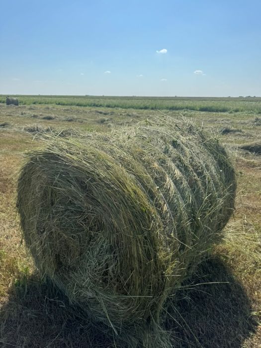 свежее сено со скидкой