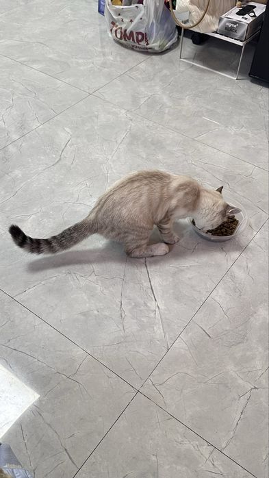 Белый сиамский кот