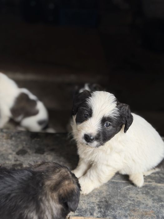 Отдаю щенят в добрые руки бесплатно.