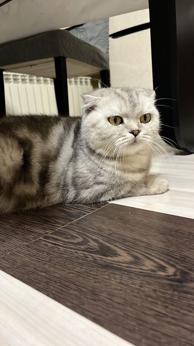 Отдам кошку в добрые руки