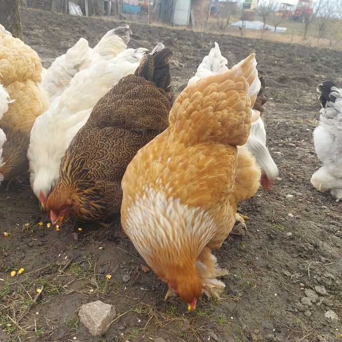 Cocoși și găini Brahma 10 luni – talie mare, pentru reproducere