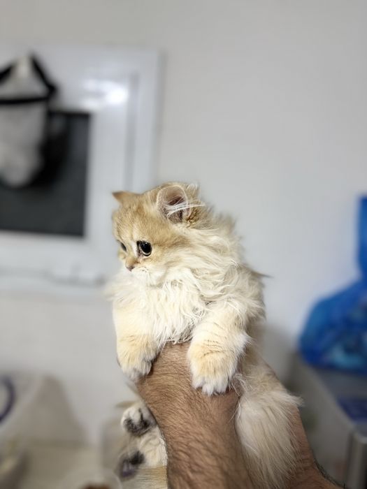 Кошка Британский золотый шиншила