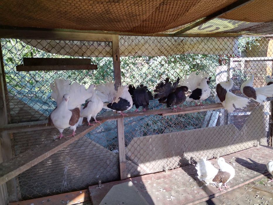 Продавам красиви гълъби