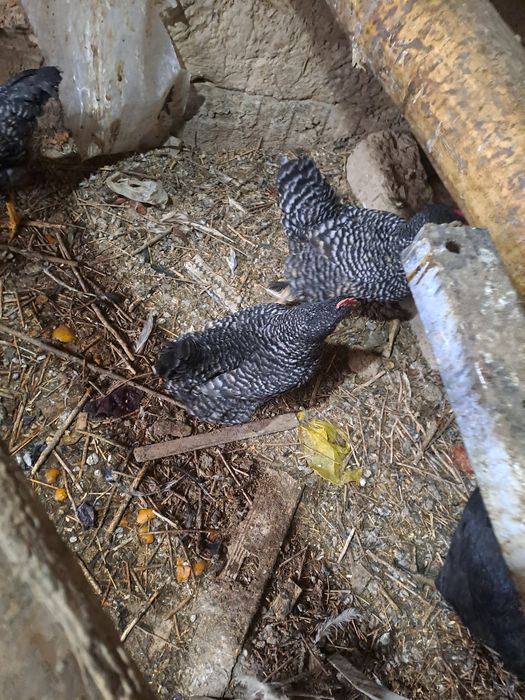 Прадам куры петух