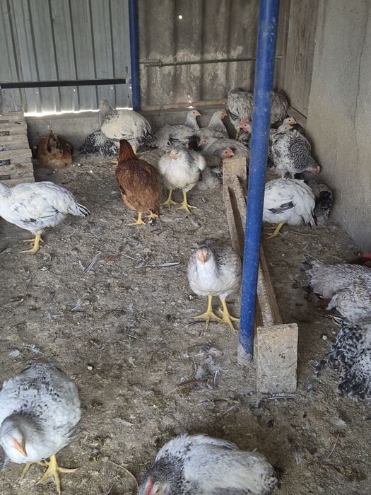 Pui rasa mixtă carne si ouă