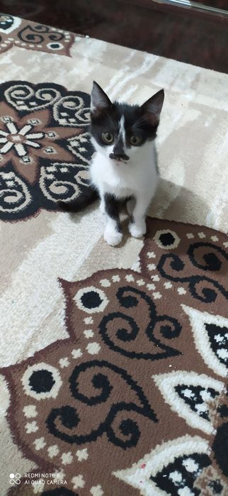 Котенок в добрые руки