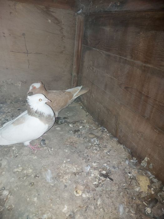 Иранцы пакистанцы бакинцы