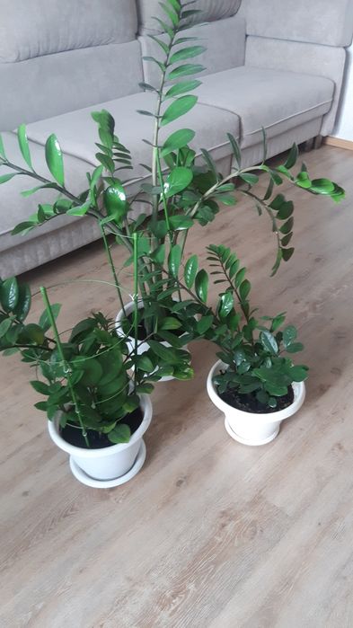 Цветы замиокулькас