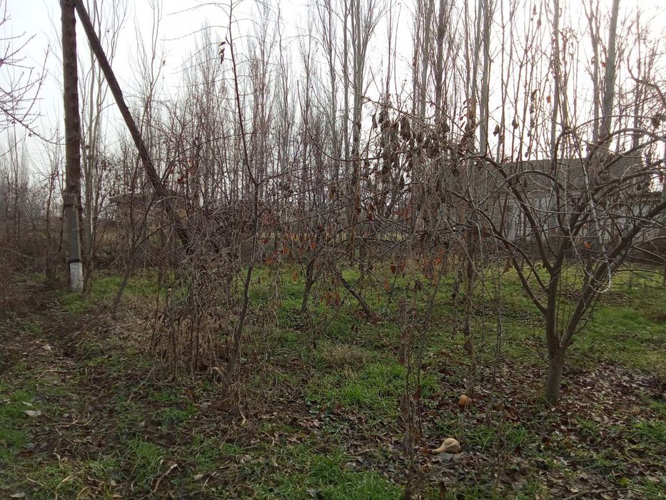 Үй ховли,дом учаски