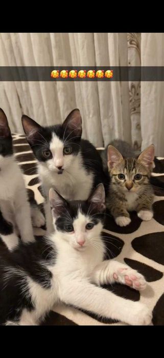 Adoptii   pui pisica