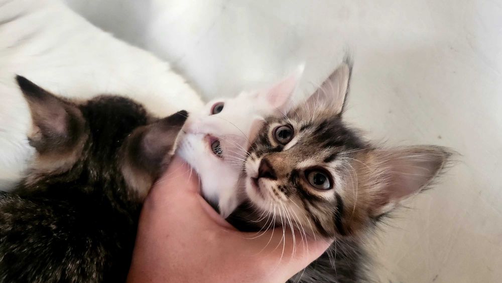 Отдам котят в добоые руки