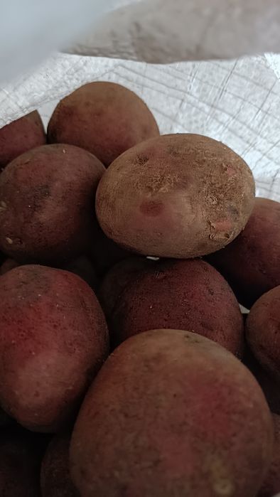 Домашний картофель