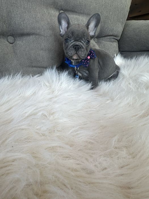 Bulldog francez
