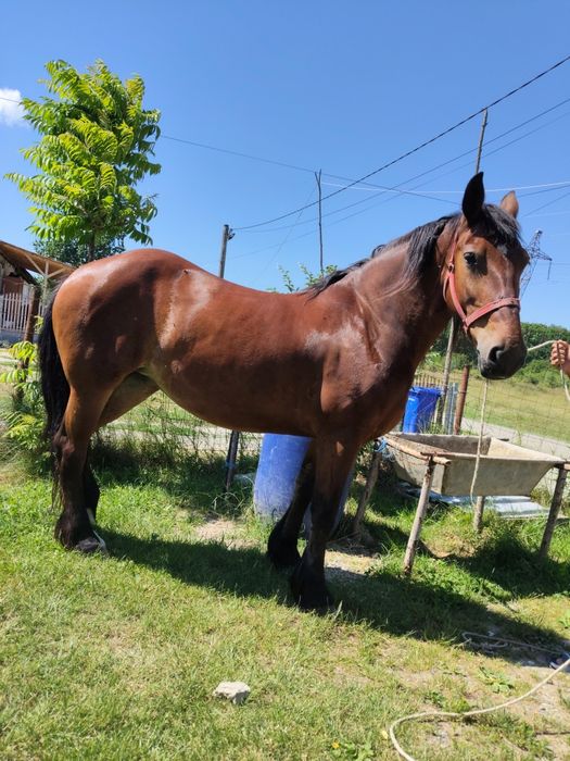 Iapă de 6 ani.. bună