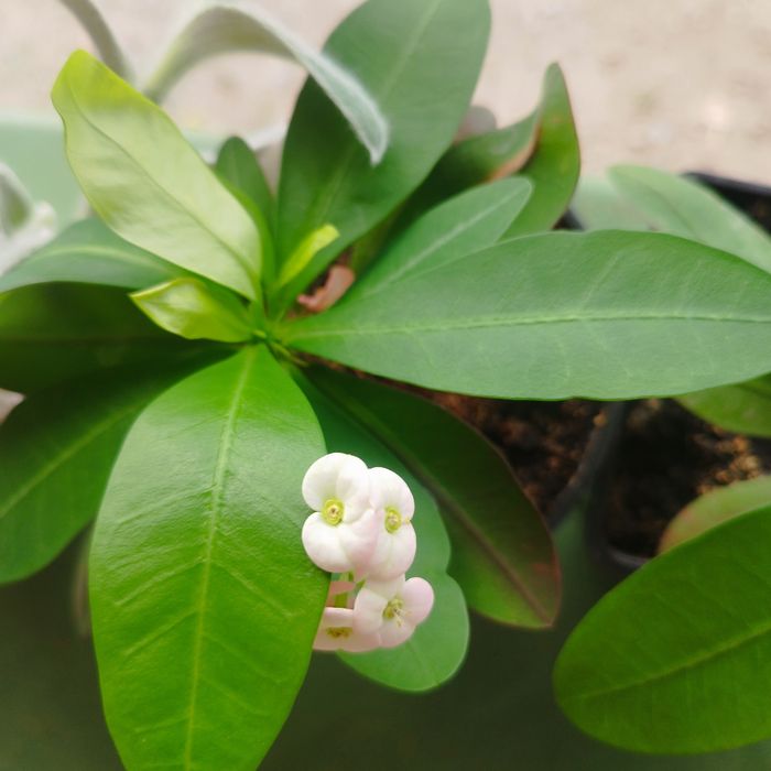 Продам комнатные цветы.