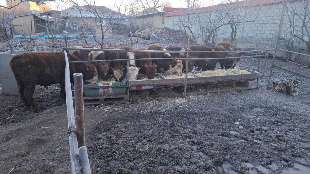 Бычки белоголовые