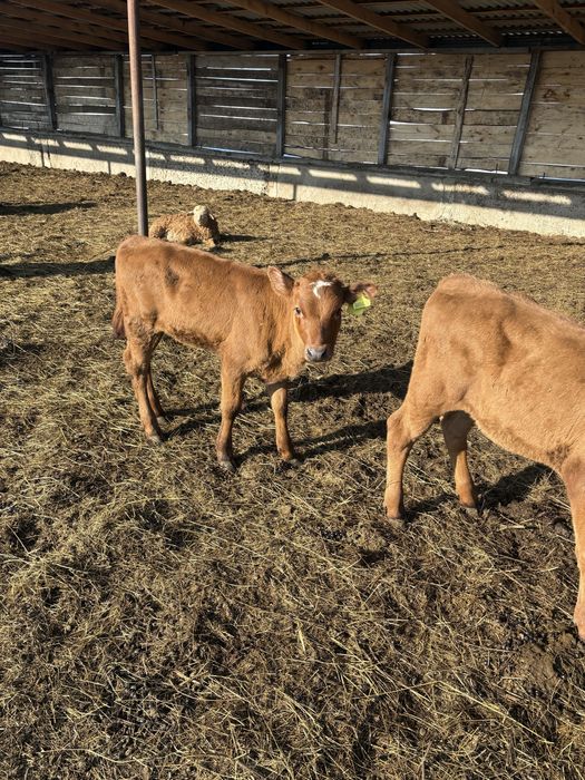 Продам телочек 2