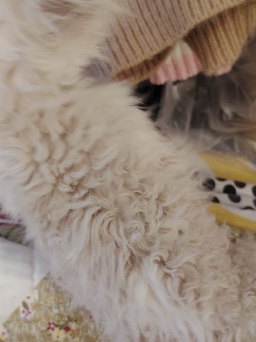 Селкирк рекс кудрявые котята