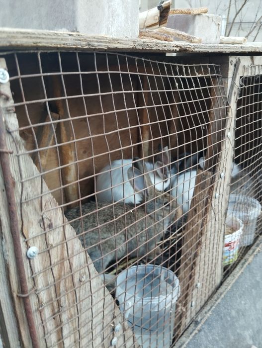 Продам кроликов домашних