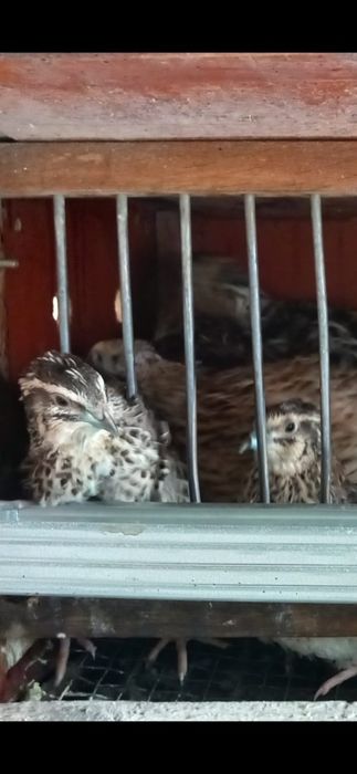 Ouă de găini australorp pentru incubat. Prepelițe și Turturele.