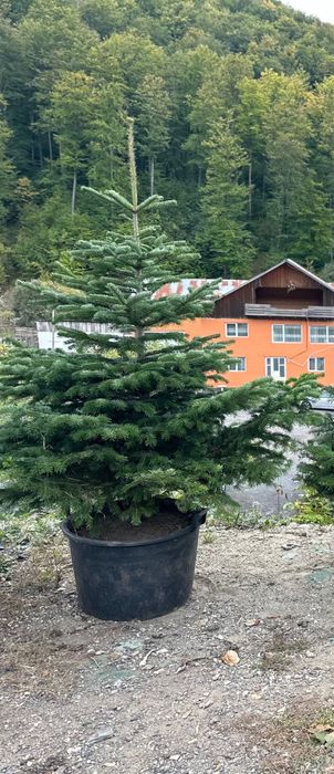 Brad verde Brad argintiu