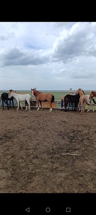 9 жасар Ат сатылады