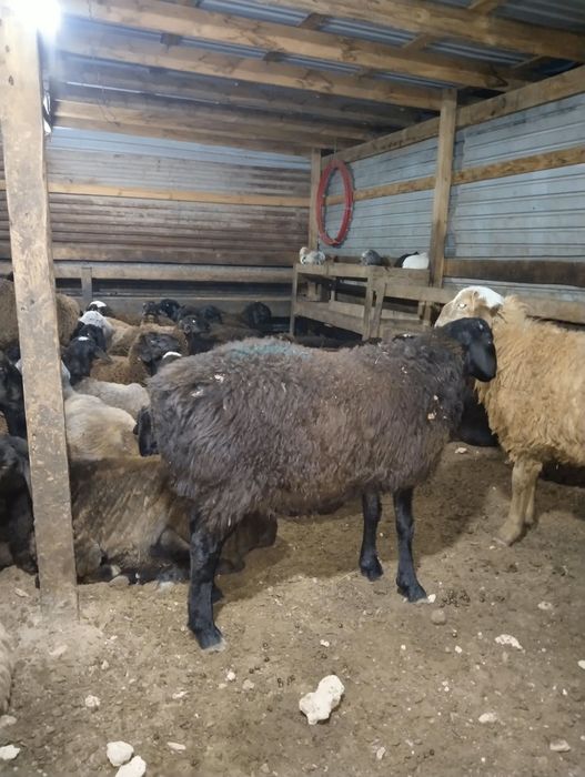 Койлар семиз сатылады