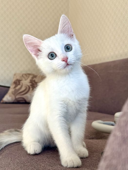 Отдам котенка в хорошие руки