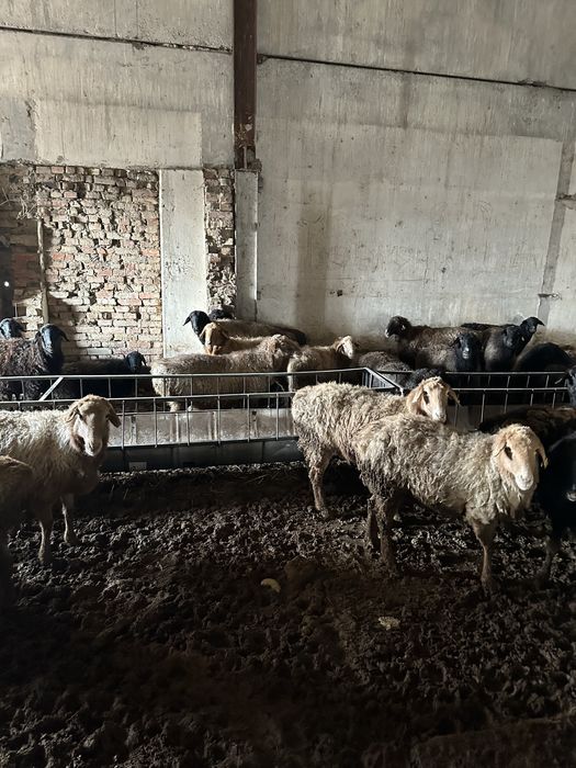 Шаруа қойлар сатамын