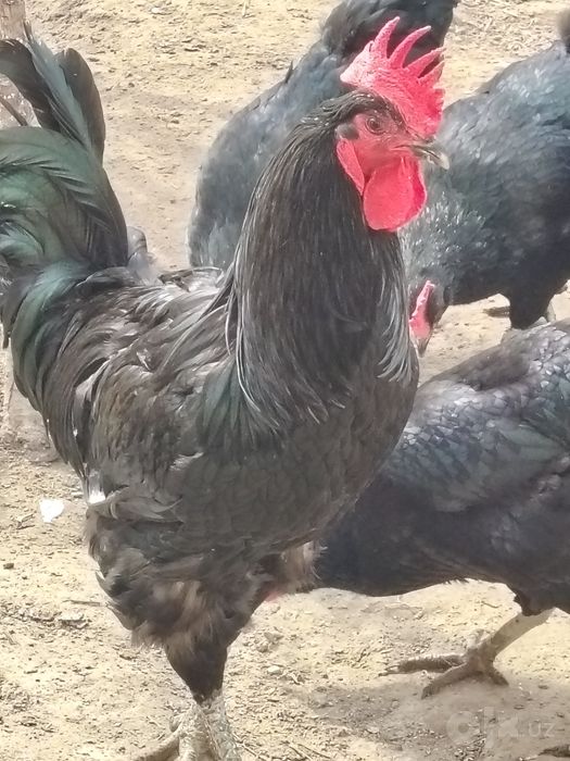Qora shaxzoda tuxumlari sotiladi