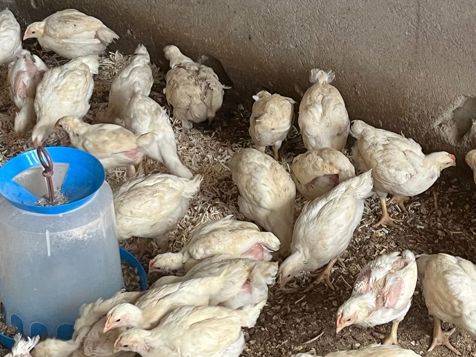 Продавам бройлерни пилета