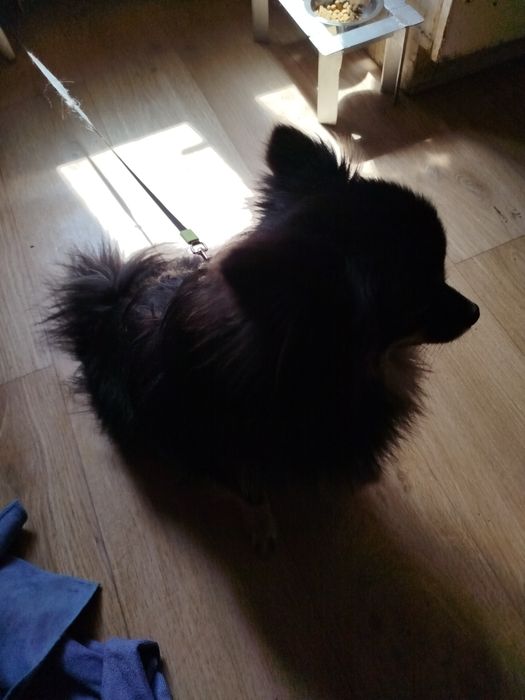 Продам шпица девочку