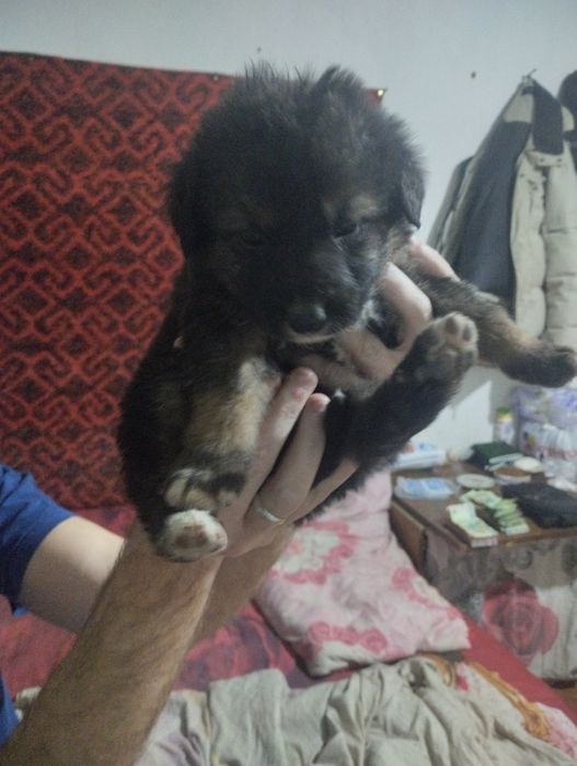 Отдам даром в хорошие руки шинки звонки