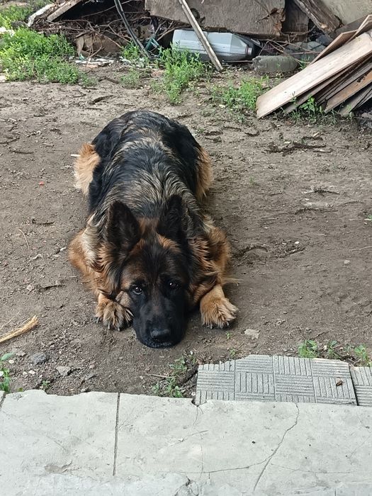 Немецкая овчарка