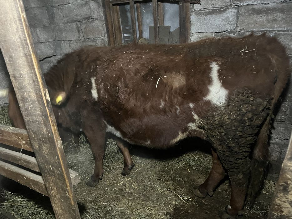 Продам корову с 2 телятами.