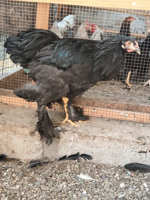 Продам курей,петухов