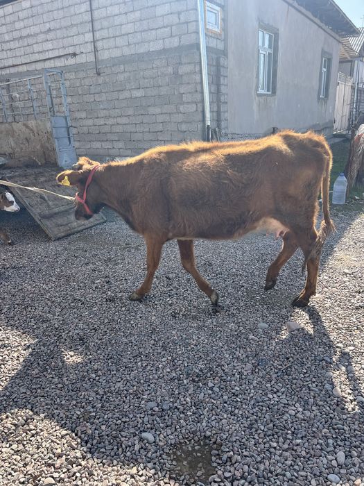 Ona bola sigir bolasi urgʻochi 20 mln kami bor