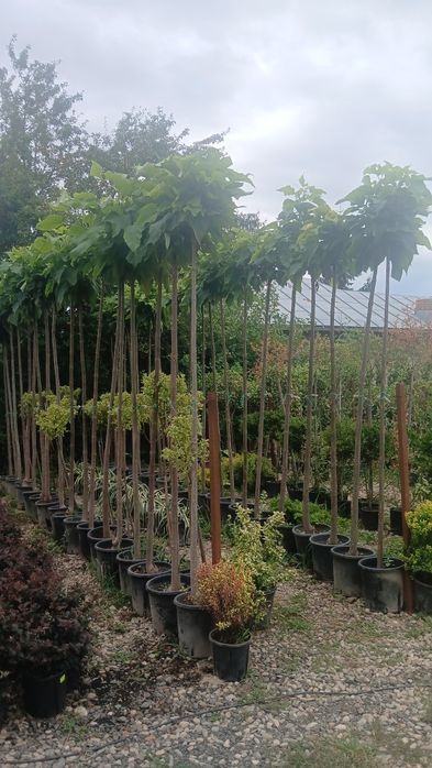 Oferta catalpa 150 ron minim 10 buc livrare gratis