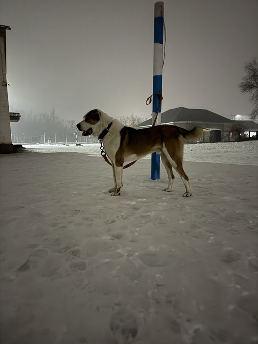 Ит жоғалды.Пропала собака САО.