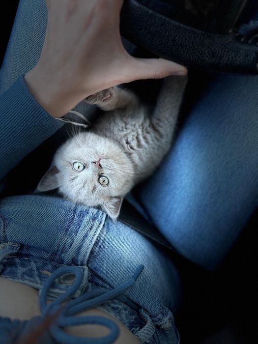 Pisic British Shorthaire