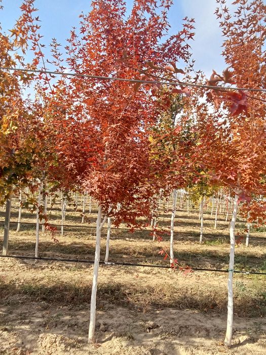 Клен краснолисный крупномер