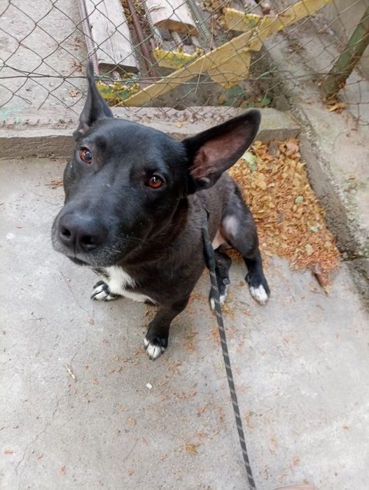 Славный пёс  ищет хозяина