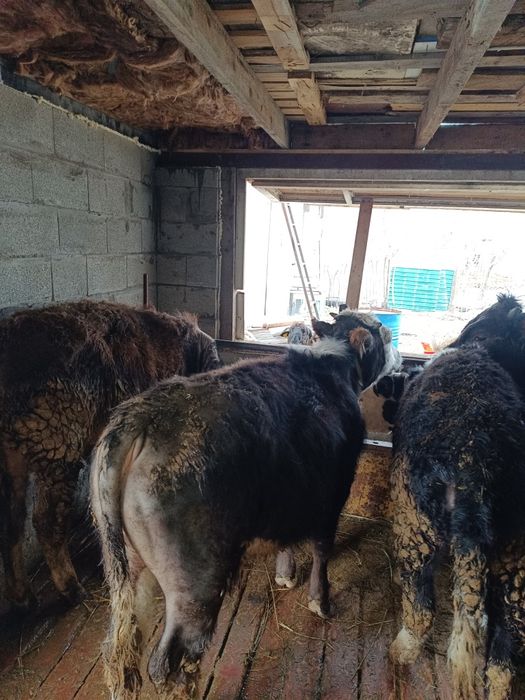 Бычки телки бараны на продажу