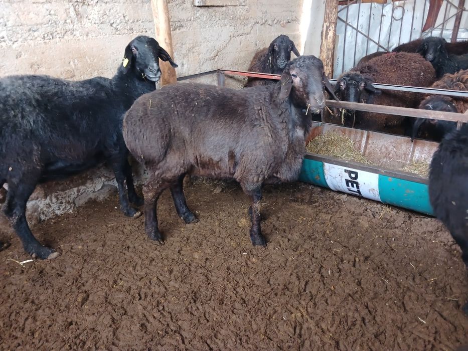 ТұқымдыққаҚошқар