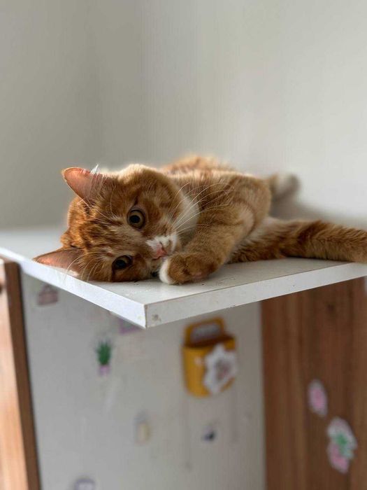 Кошечка в добрые руки