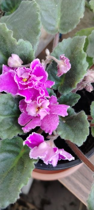 Продам сортовые цветущие фиалки