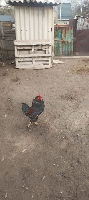 Продам петуха молодой